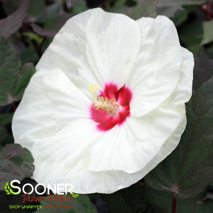 Image property of Sooner Plant Farm, Inc.