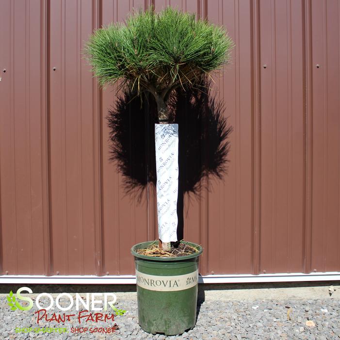 Image Property of Sooner Plant Farm, Inc.