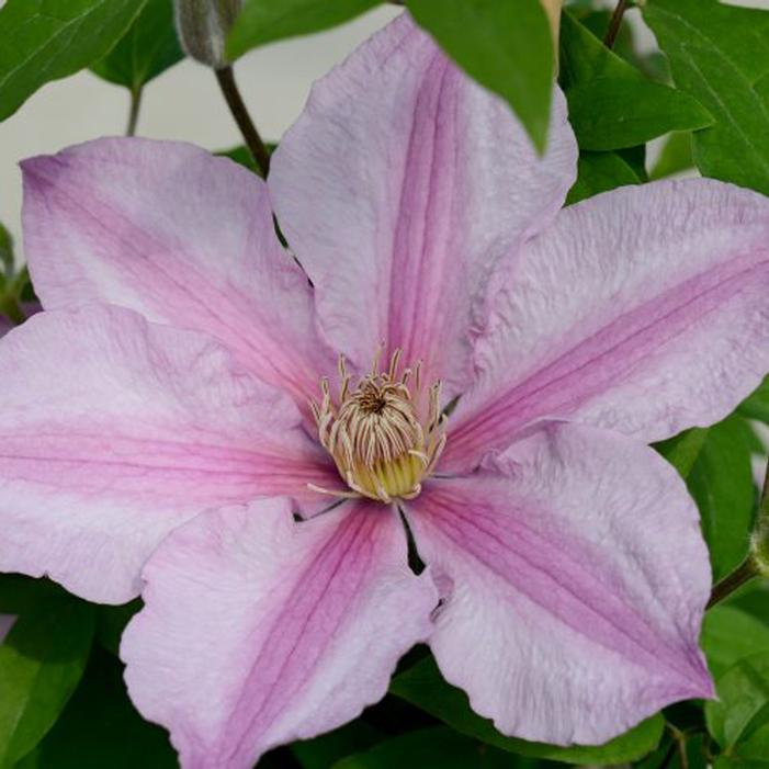 SALLY™ CLEMATIS