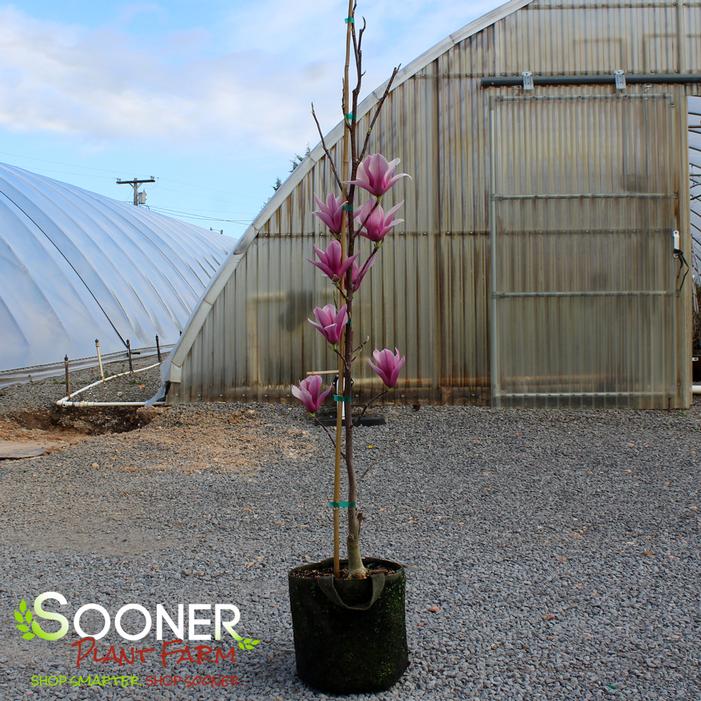 Image property of Sooner Plant Farm, Inc.