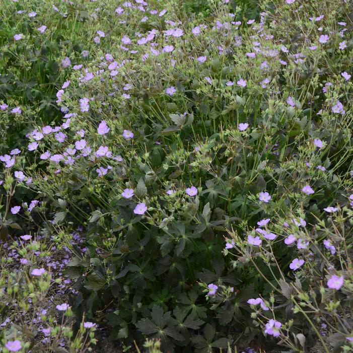 Image used with permission from Walters Gardens