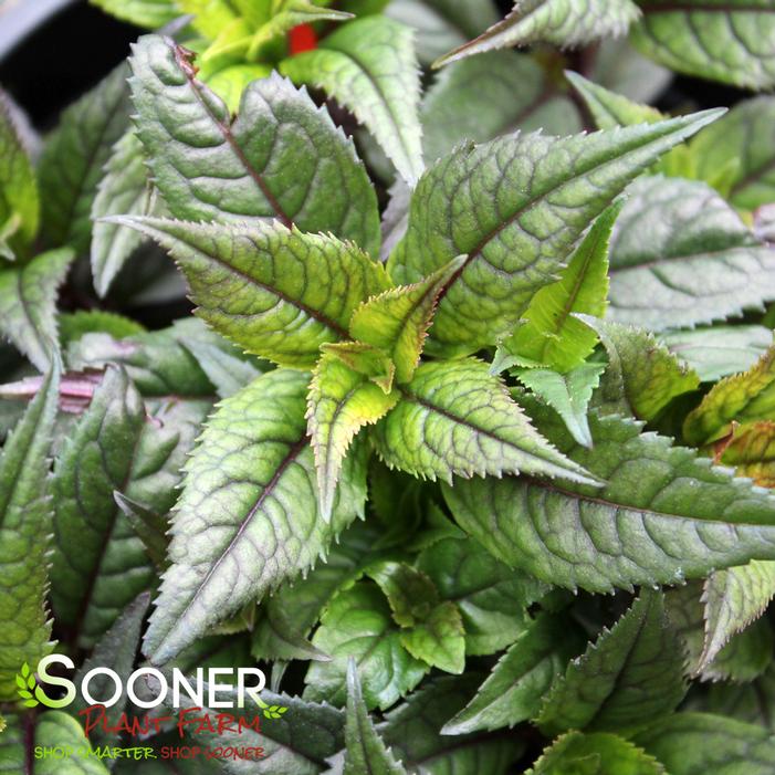Image property of Sooner Plant Farm, Inc.