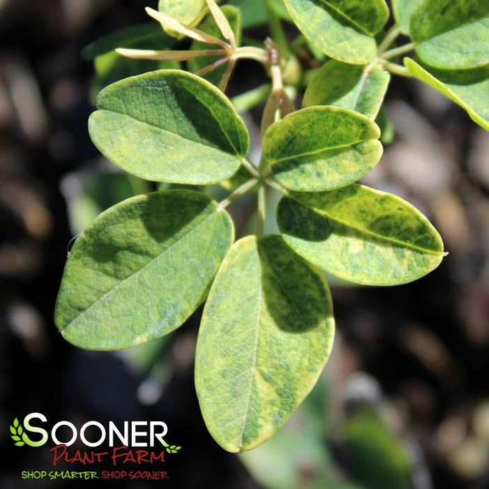 Image property of Sooner Plant Farm, Inc.