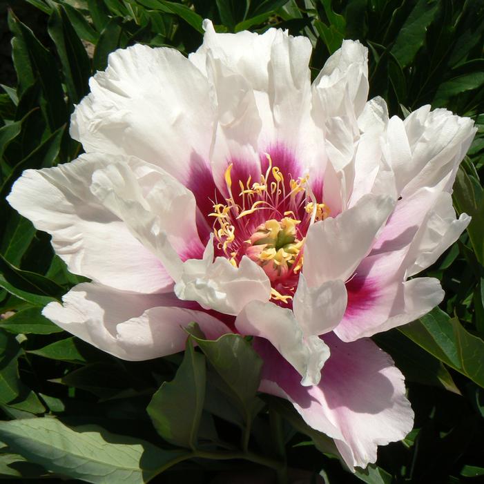 RAGGEDY ANN ITOH INTERSECTIONAL PEONY