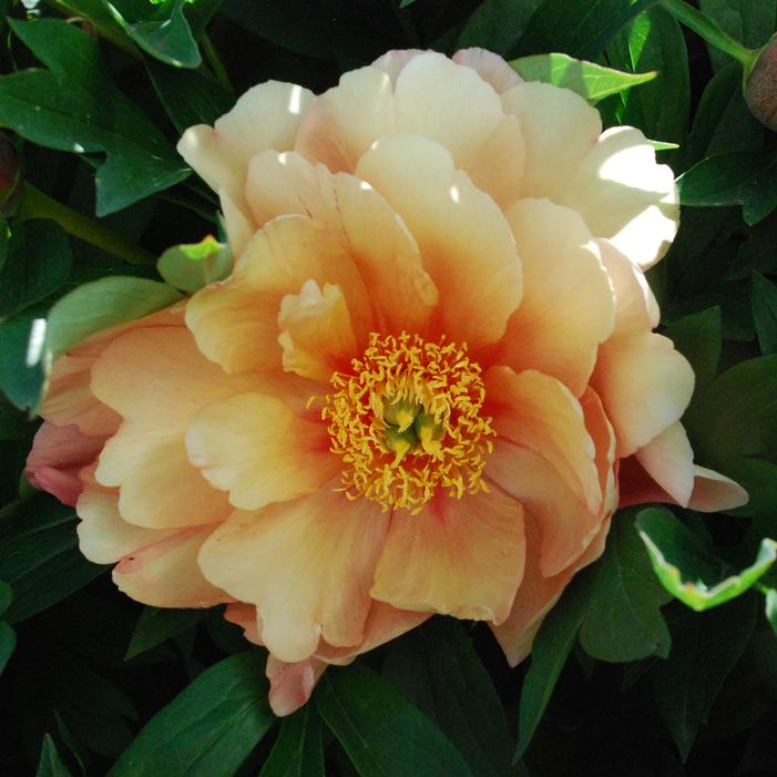 SINGING IN THE RAIN ITOH INTERSECTIONAL PEONY