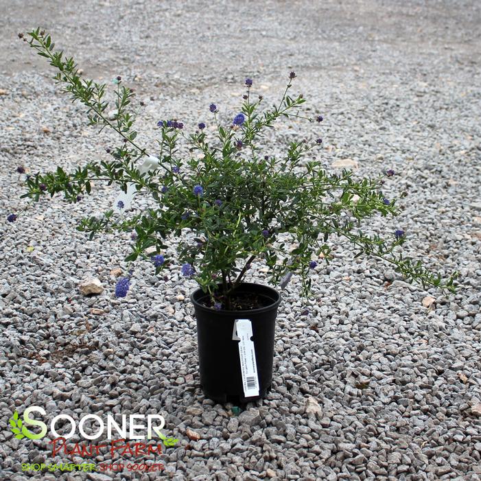 Image property of Sooner Plant Farm, Inc.