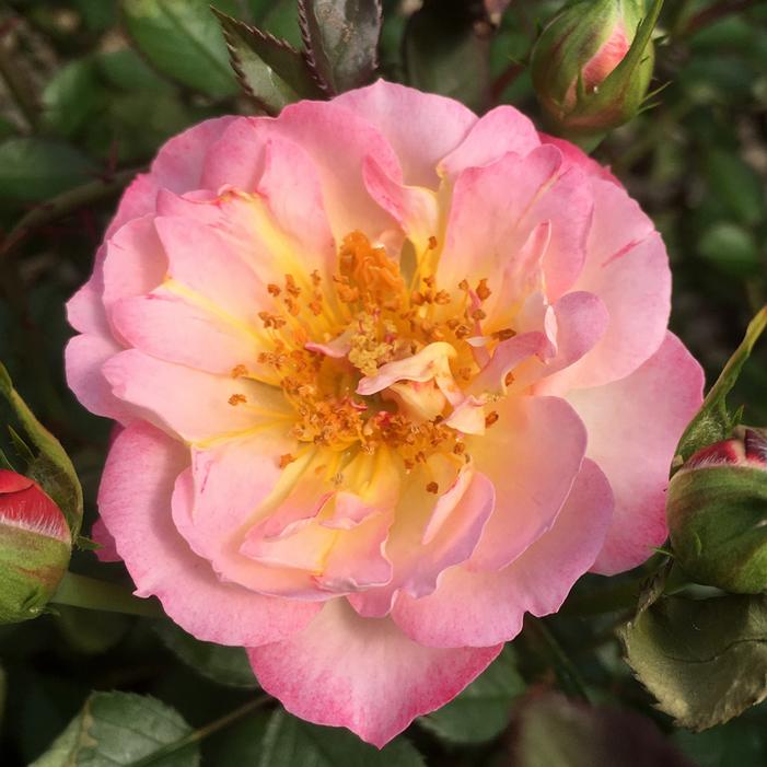 RAINBOW HAPPY TRAILS™ GROUNDCOVER ROSE