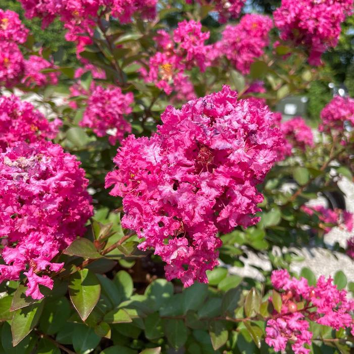 GREATMYRTLE™ CHERRY DELIGHT CRAPEMYRTLE