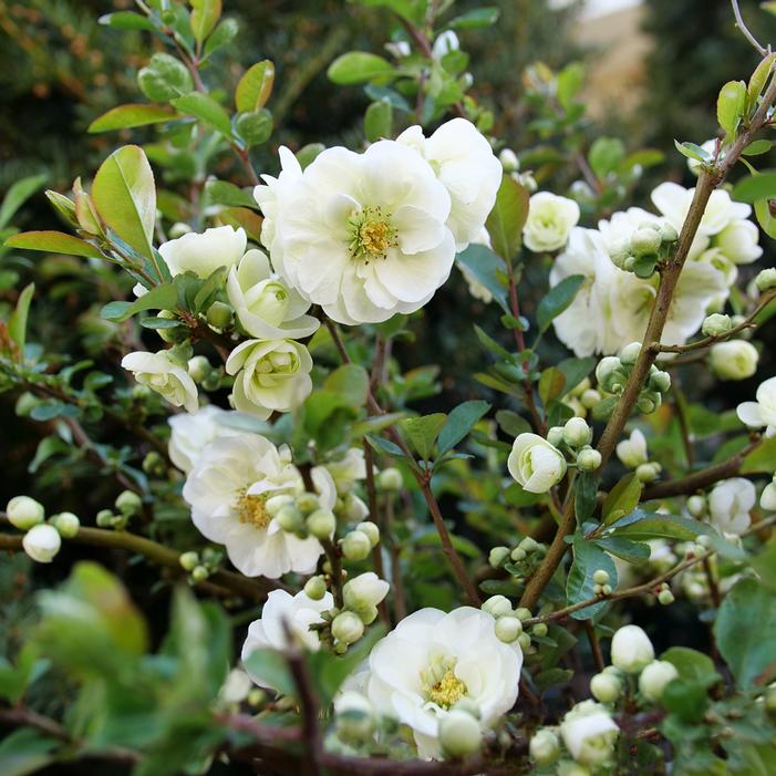 DOUBLE TAKE® ETERNAL WHITE QUINCE