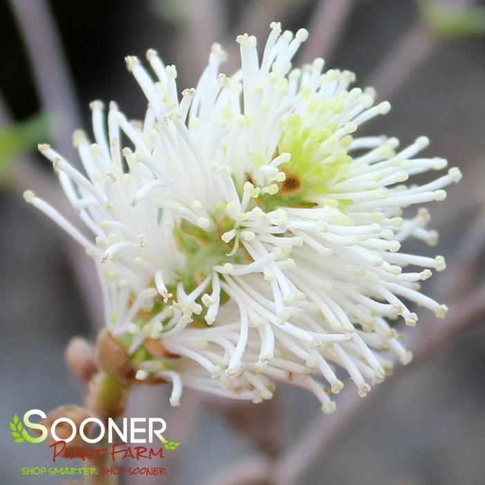 Image property of Sooner Plant Farm, Inc.