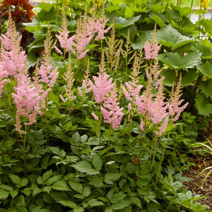 VISIONS IN PINK ASTILBE