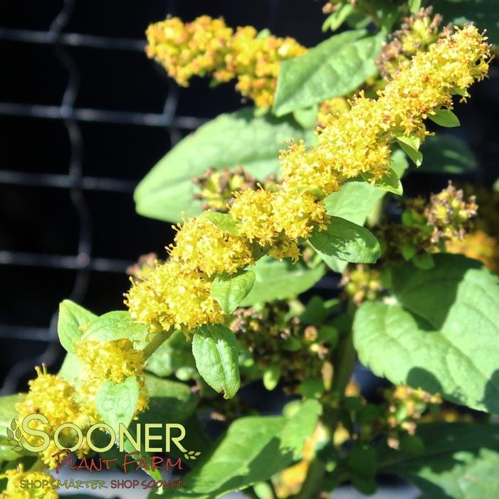 Image property of Sooner Plant Farm, Inc.