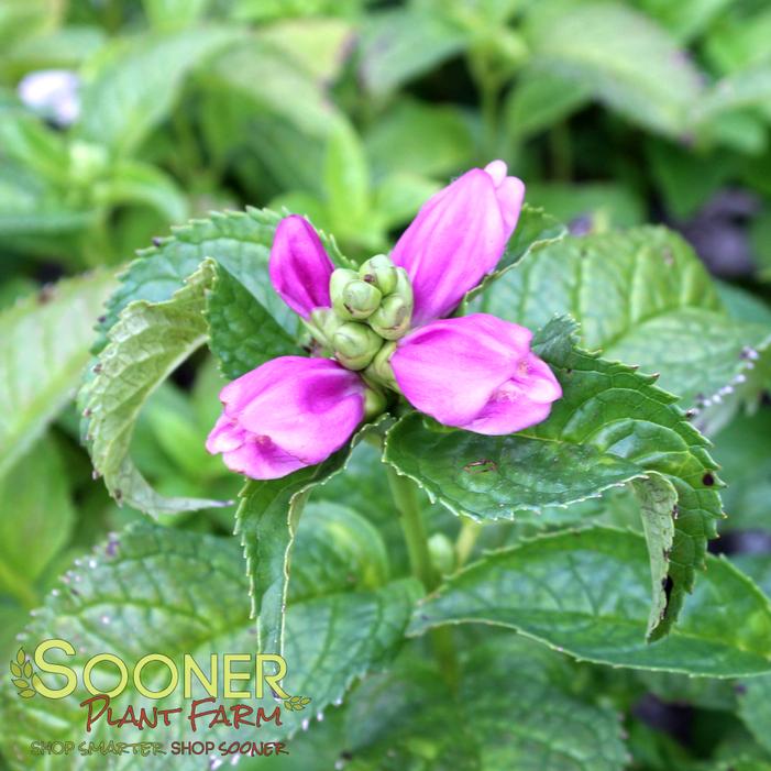 Image property of Sooner Plant Farm, Inc.