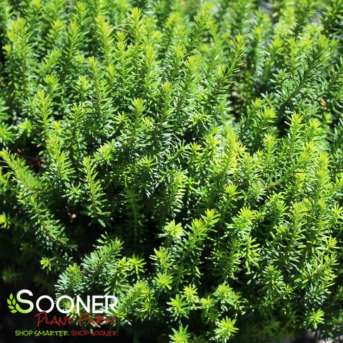 Image property of Sooner Plant Farm, Inc.