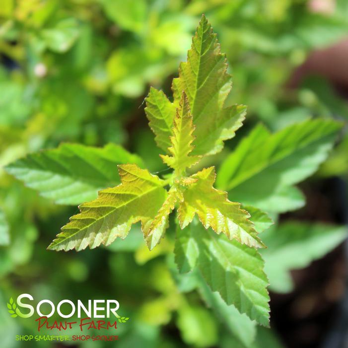 Image property of Sooner Plant Farm, Inc.