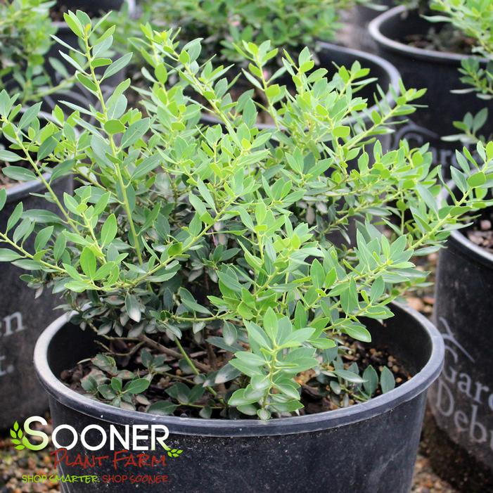 Image property of Sooner Plant Farm, Inc.