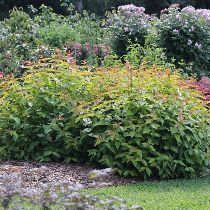 Image property of and used with permission from Spring Meadow Nursery