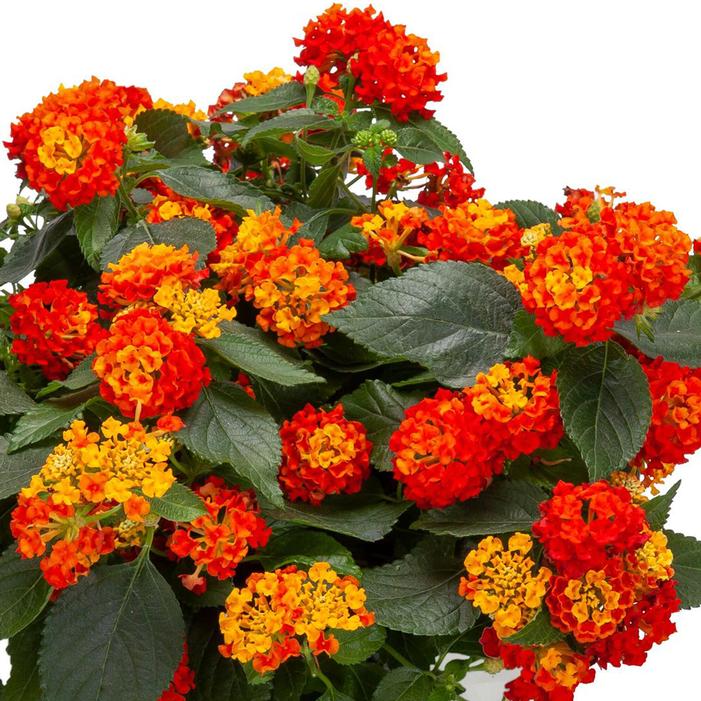 Image used with permission from Ball Seed