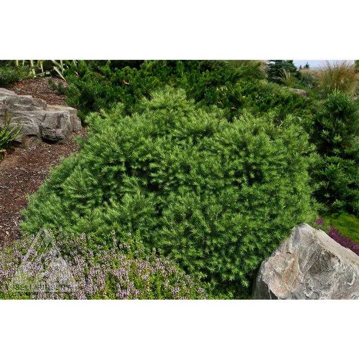 Image property of and used with permission from Iseli Nursery