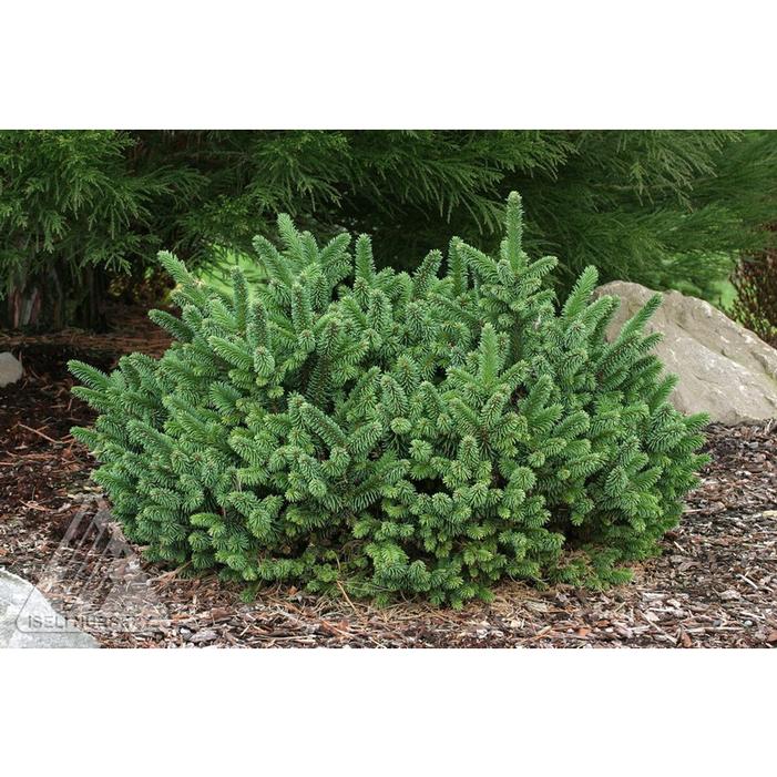 Image property of and used with permission from Iseli Nursery