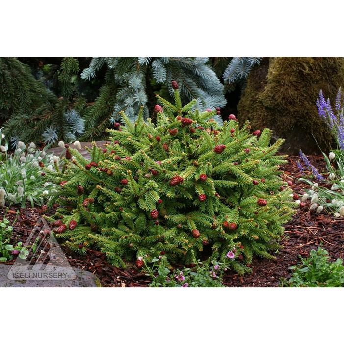 Image property of and used with permission from Iseli Nursery