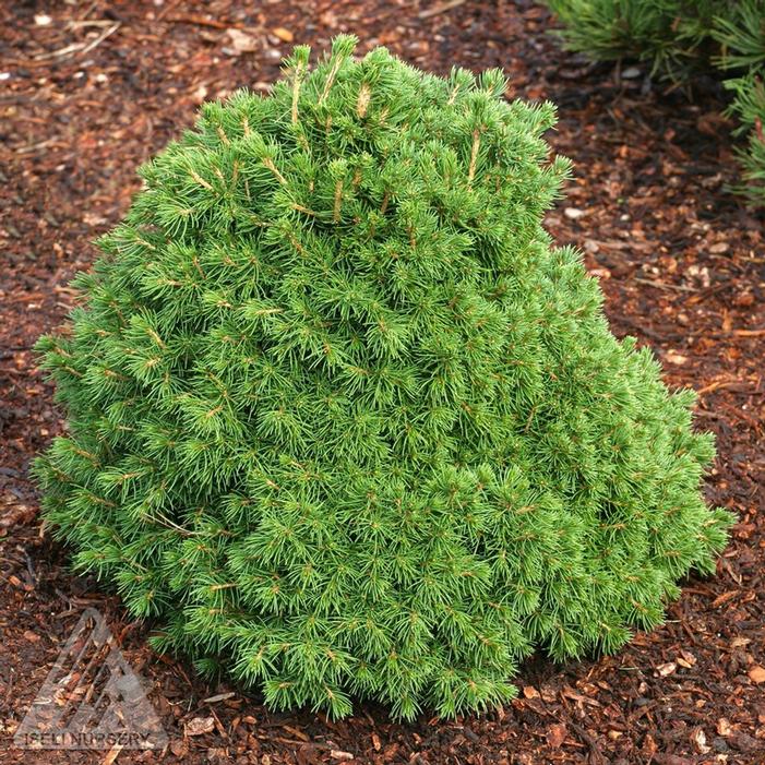 Image property of and used with permission from Iseli Nursery