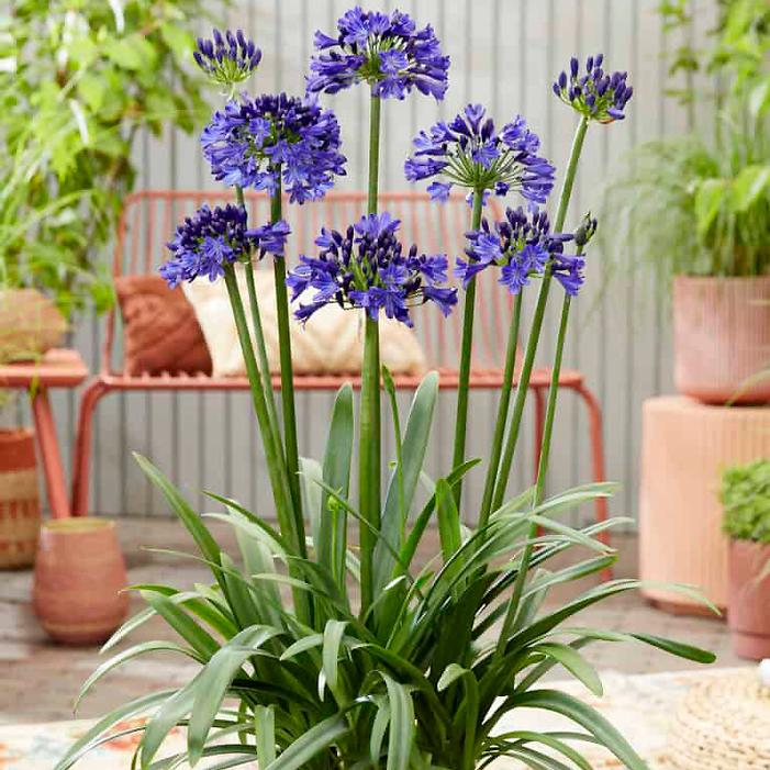 Image used with permission from Greenleaf Nursery Company