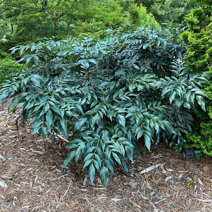 Image property of and used with permission from Greenleaf Nursery Company
