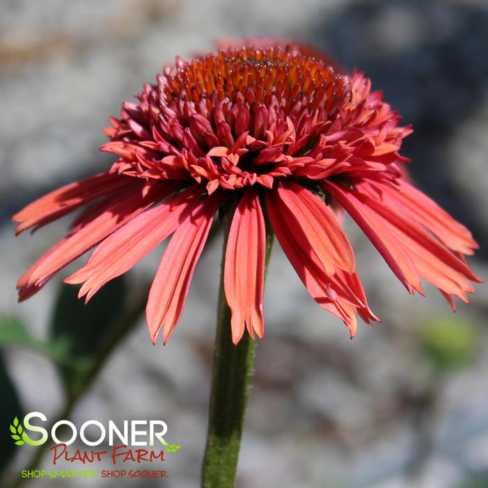 Image property of Sooner Plant Farm, Inc.