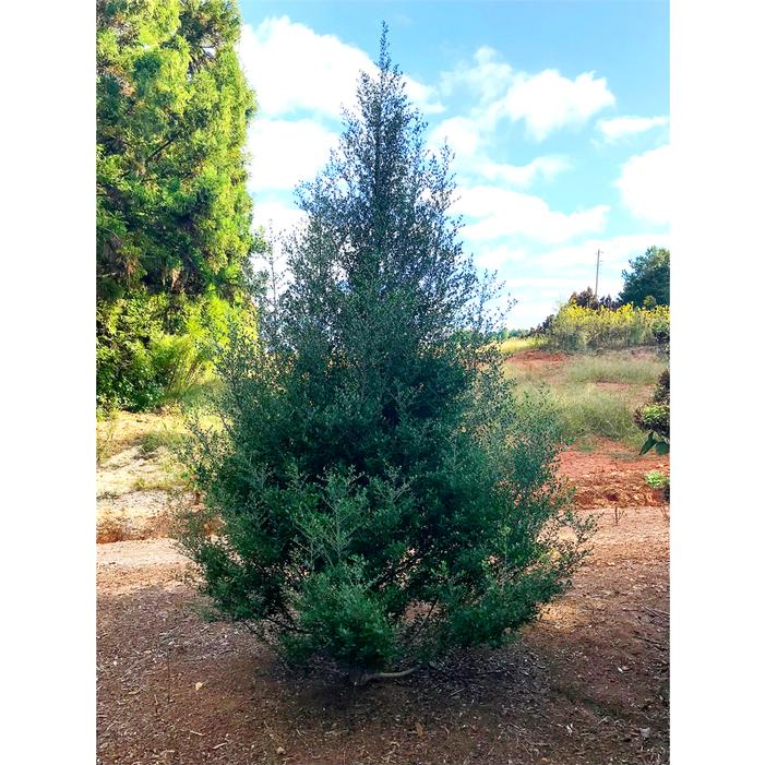 Image used with permission from Greenleaf Nursery Company