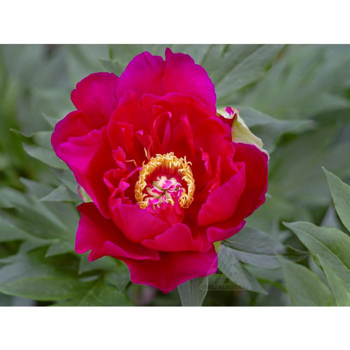 Image property of and used with permission from Iseli Nursery