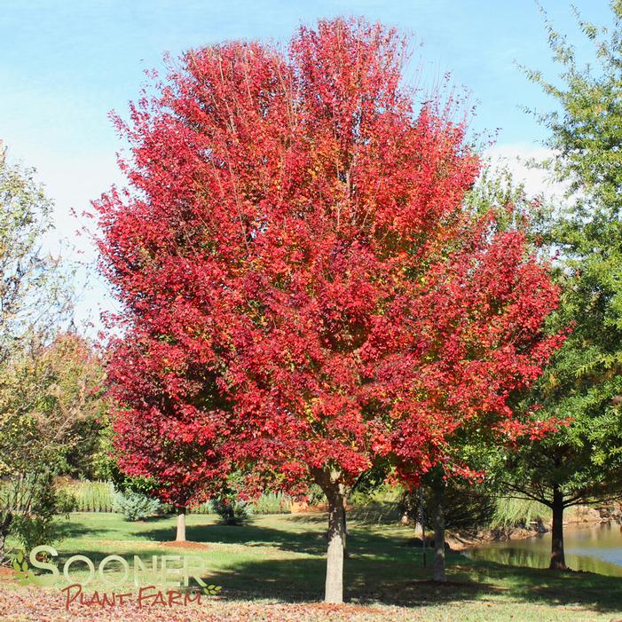 RED SUNSET® MAPLE