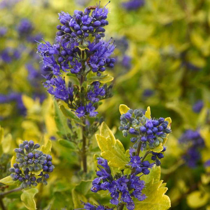 Image courtesy of Creek Hill Nursery