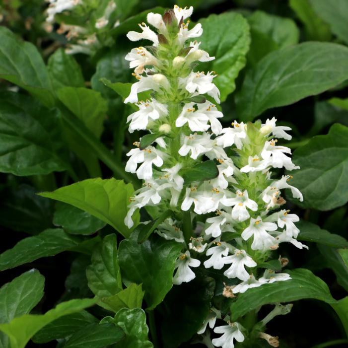 Photo courtesy of Terra Nova Nurseries, Inc.