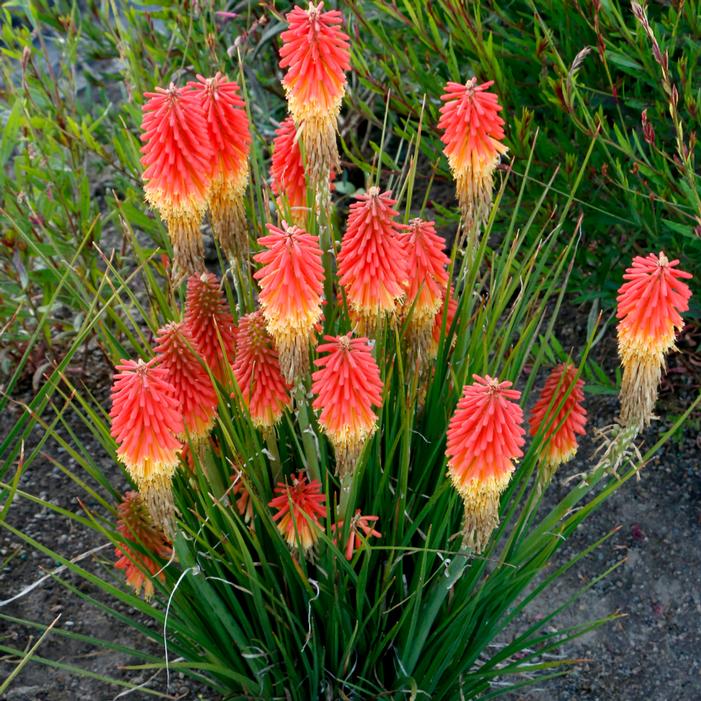 Photo courtesy of Terra Nova Nurseries, Inc.