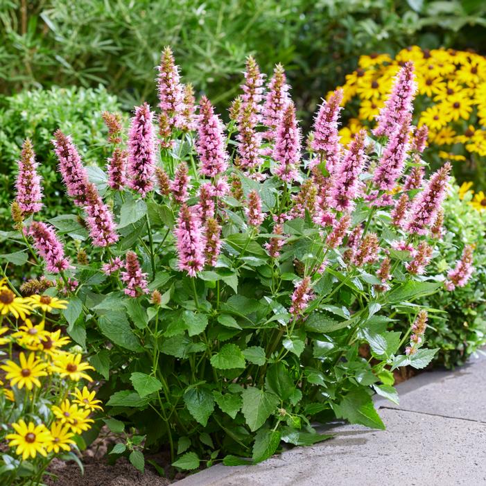Image courtesy of Growing Colors / Gardenworld, Inc.