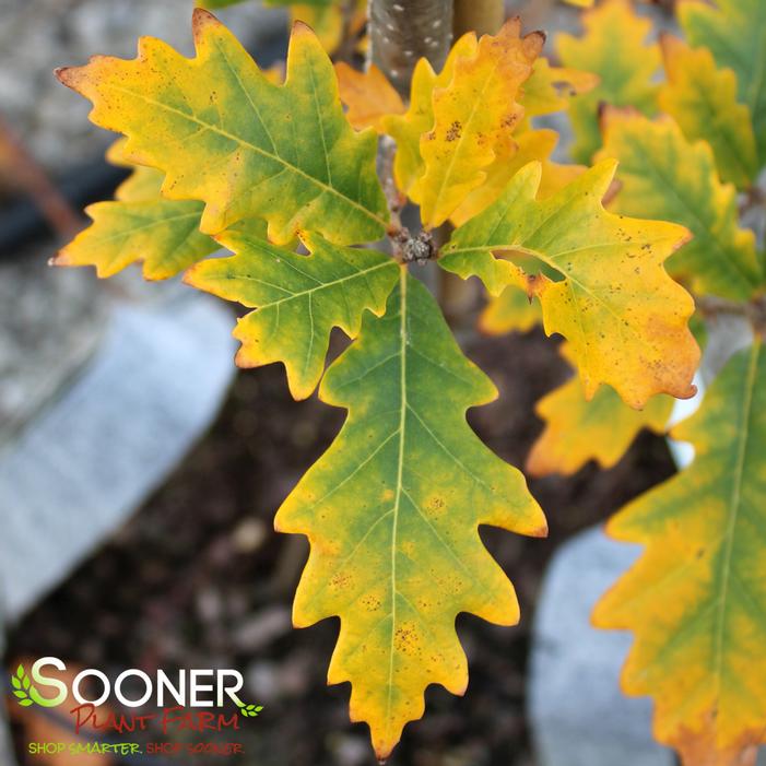 Quercus robur - ENGLISH OAK from Sooner Plant Farm