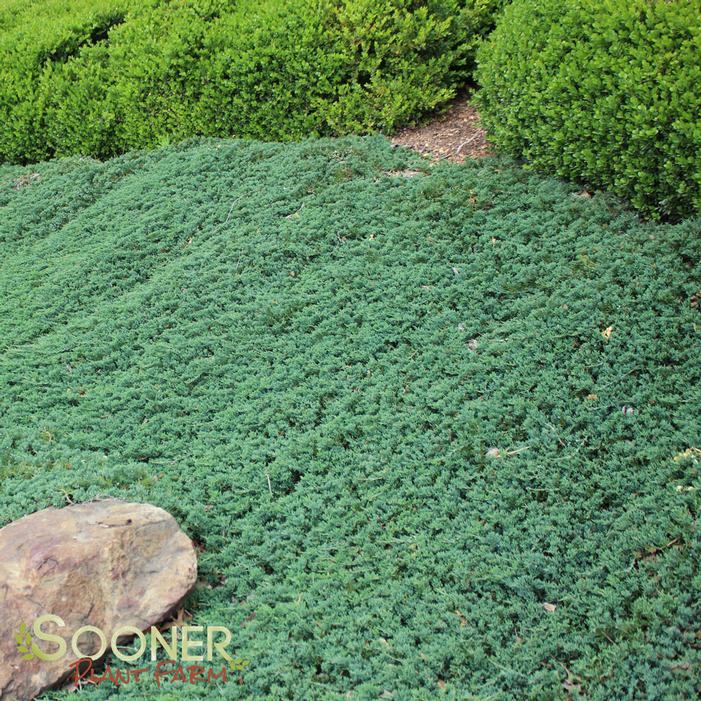 Image Property of Sooner Plant Farm