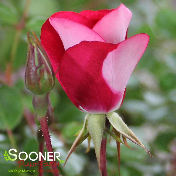 OSO EASY® CHERRY PIE ROSE