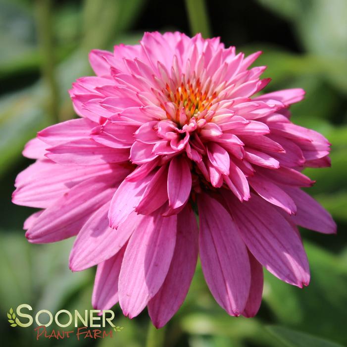 PINK POODLE CONEFLOWER