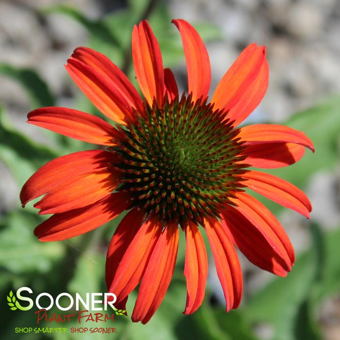 TOMATO SOUP CONEFLOWER