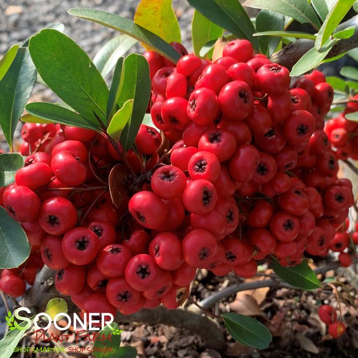 SANTA CRUZ PYRACANTHA