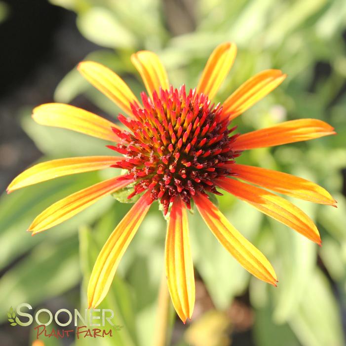 FLAME THROWER CONEFLOWER