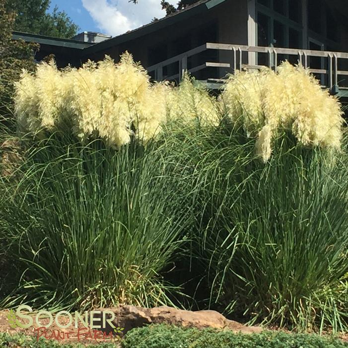 JET STREAMS™ DWARF PAMPAS GRASS