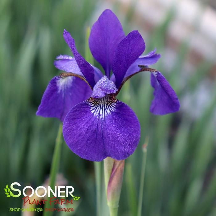 CAESER'S BROTHER SIBERIAN IRIS