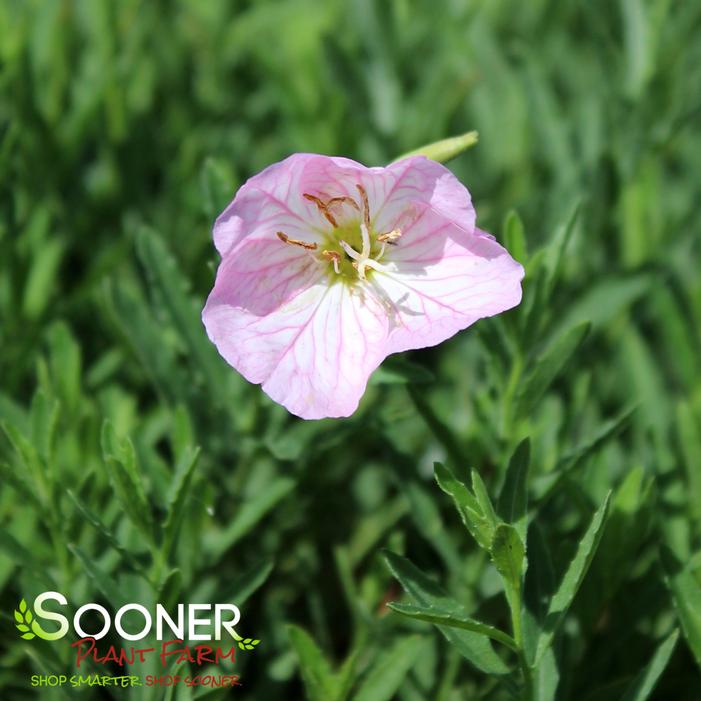 SISKIYOU EVENING PRIMROSE