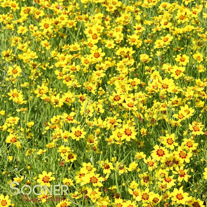 GOLD NUGGET TICKSEED