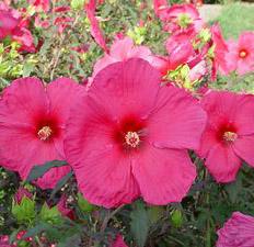 ERUPTION FLEMING™ HARDY HIBISCUS