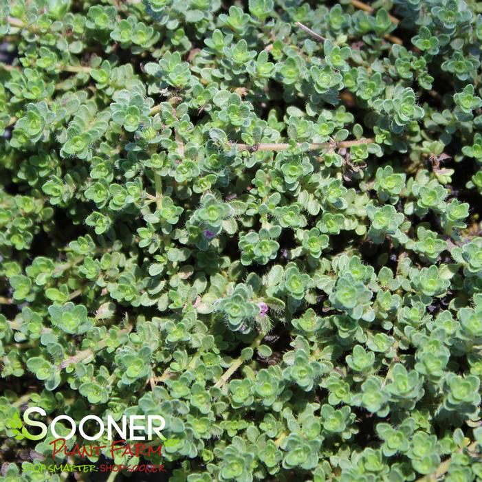 PINK CHINTZ CREEPING THYME