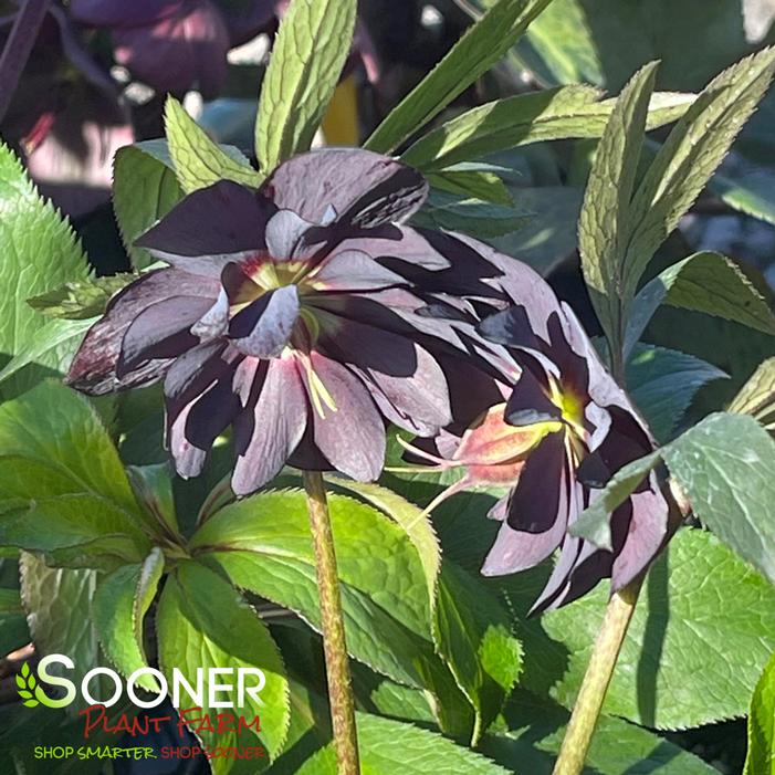 ONYX ODYSSEY WINTER JEWELS™ LENTEN ROSE
